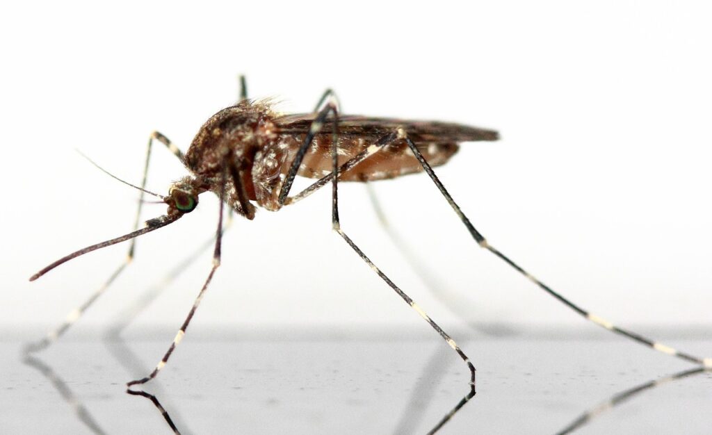 World Mosquito Day Tips for a Healthier Life : Defend Your Wellness